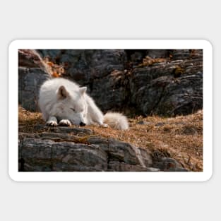 Arctic Wolf Sticker